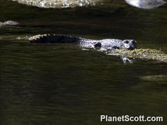 Crocodylus