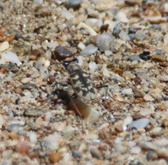 Cephalota circumdata circumdata