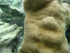 Leptoria phrygia