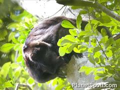 Alouatta pigra image