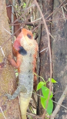 Calotes versicolor