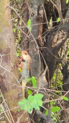 Calotes versicolor