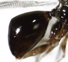 Leptopilina heterotoma