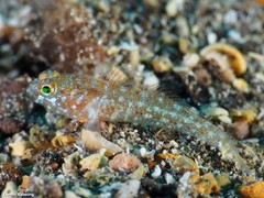 Vanneaugobius canariensis