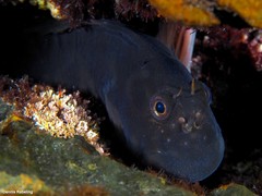 Ophioblennius atlanticus