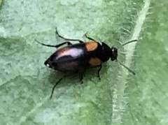 Anaspis fasciata