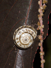 Theba pisana