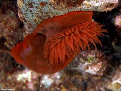 Actinia nigropunctata
