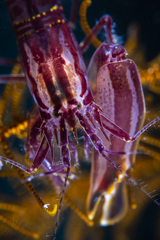 Synalpheus stimpsonii