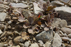 Ranunculus crithmifolius