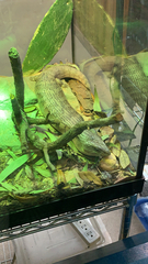 Tiliqua