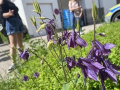 Aquilegia atrata