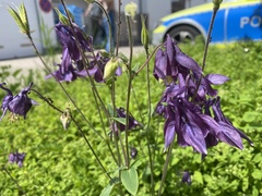 Aquilegia atrata