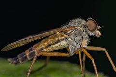 Rhagio tringarius