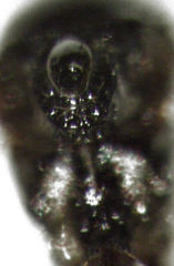 Leptopilina heterotoma