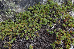 Pimelea notia