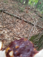 Bolitotherus cornutus