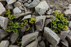 Azorella hydrocotyloides