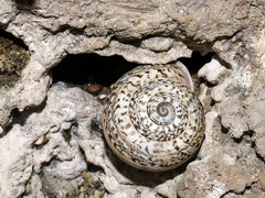 Iberus marmoratus