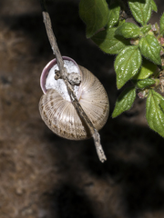 Iberus marmoratus