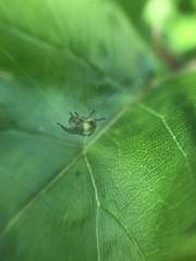 Araniella
