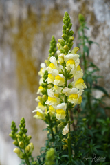 Linaria vulgaris
