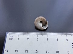 Coelotrochus tiaratus