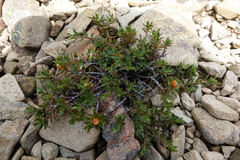 Pimelea notia