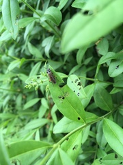 Macrophya punctumalbum