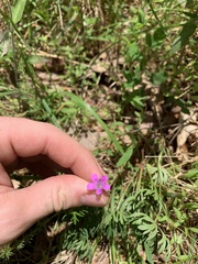 Geranium columbinum