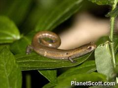 Bolitoglossa mombachoensis