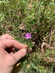 Geranium columbinum