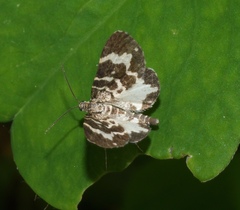 Trichodezia californiata