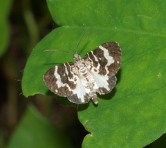 Trichodezia californiata