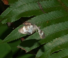 Trichodezia californiata