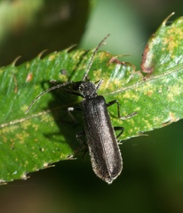 Dichelotarsus piniphilus