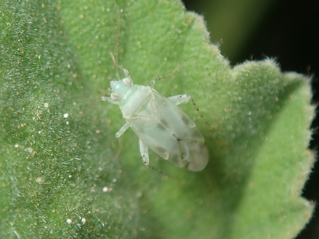 Malacotes abeillei
