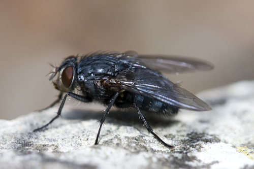Blue Blowfly, photo 9 of 9