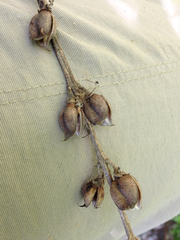 Aureolaria virginica