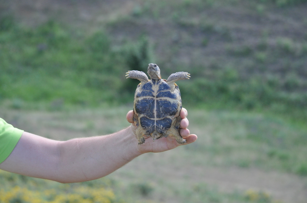 Afghan Tortoise in June 2021 by anton_abushin · iNaturalist