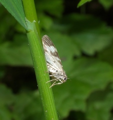 Trichodezia californiata