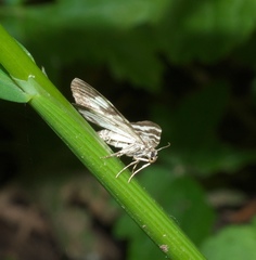 Trichodezia californiata