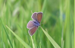 Cyaniris semiargus
