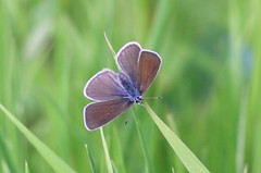 Cyaniris semiargus