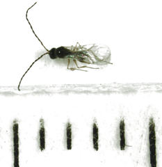 Leptopilina heterotoma