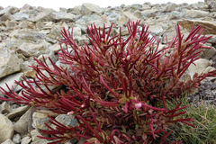 Epilobium porphyrium