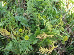 Leptinella plumosa