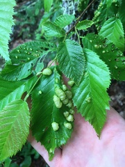 Taphrina virginica