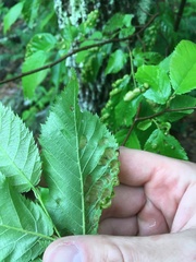 Taphrina virginica