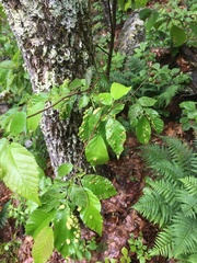Taphrina virginica